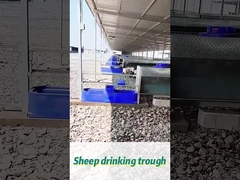 ৬০ লিটার ধারণক্ষমতা গরুর পানীয় 170*48*46 সেন্টিমিটার বড় পালের জন্য আদর্শ